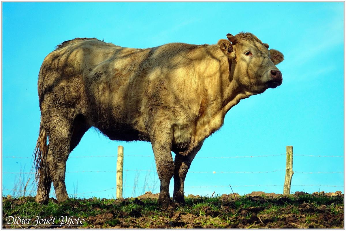 Vache (5)