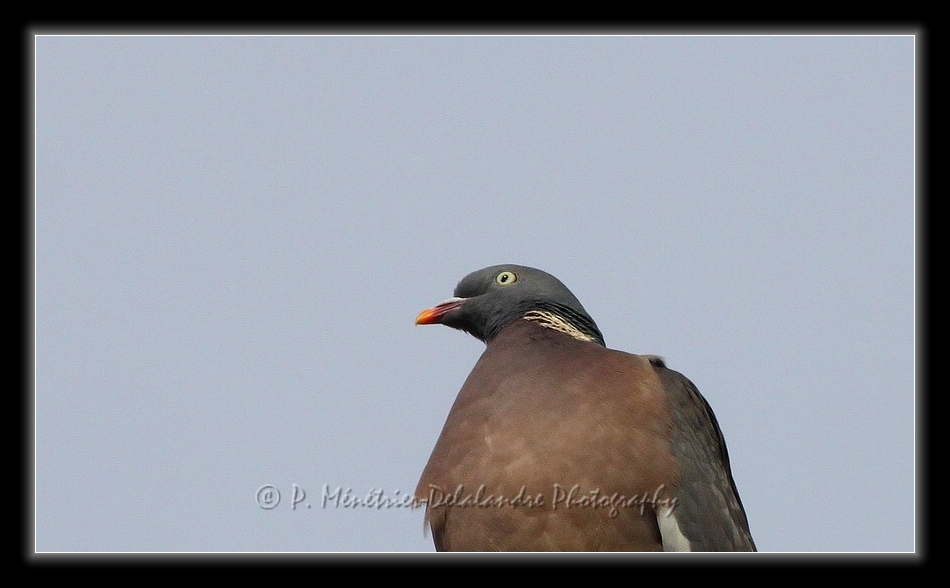 Pigeon...