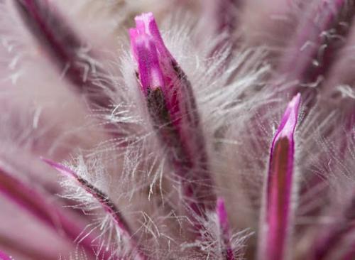 Fleurs cultivées : Ptilotus