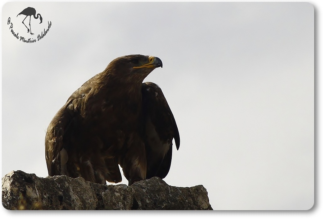 Aigle royal (?) - Décomposé d'une envolée...