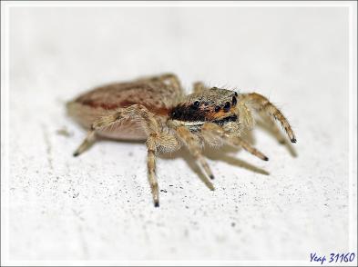 Retour vers l'hôtel avec rencontre, dans la forêt, d'un bizarre amphibien apode : un Gymnophiona, appelé Cécilie (Hypogeophis rostratus) - Ile Silhouette - Seychelles