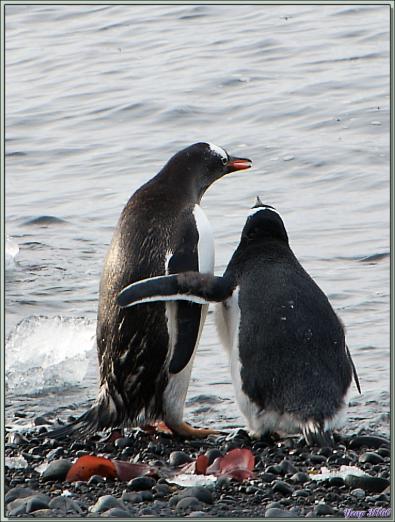 Tu viens chéri, on a assez contemplé la mer, on va se faire un petit câlin... - Manchots papous - Brown Bluff  - Péninsule Antarctique