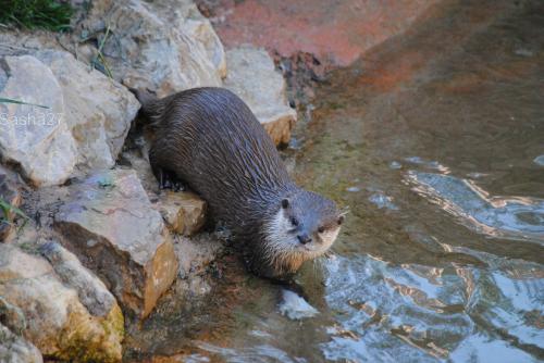 (4) La loutre naine d'Asie.
