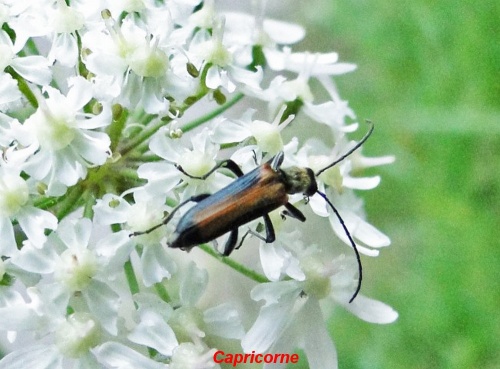 insectes