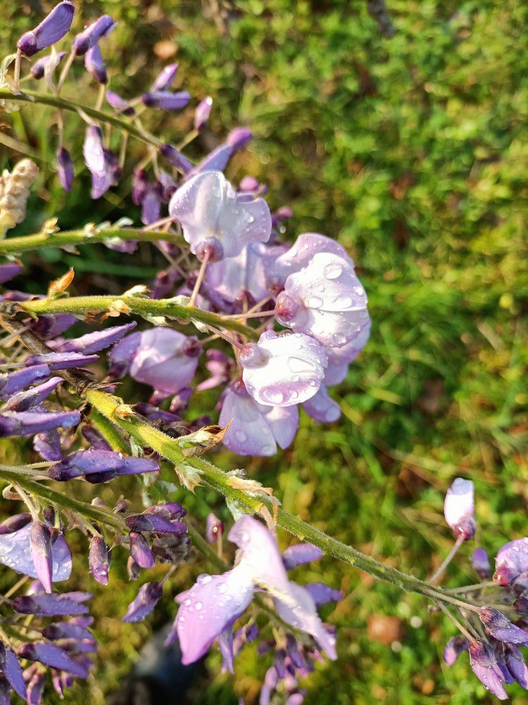 Mon amour de glycine - avril 2022...