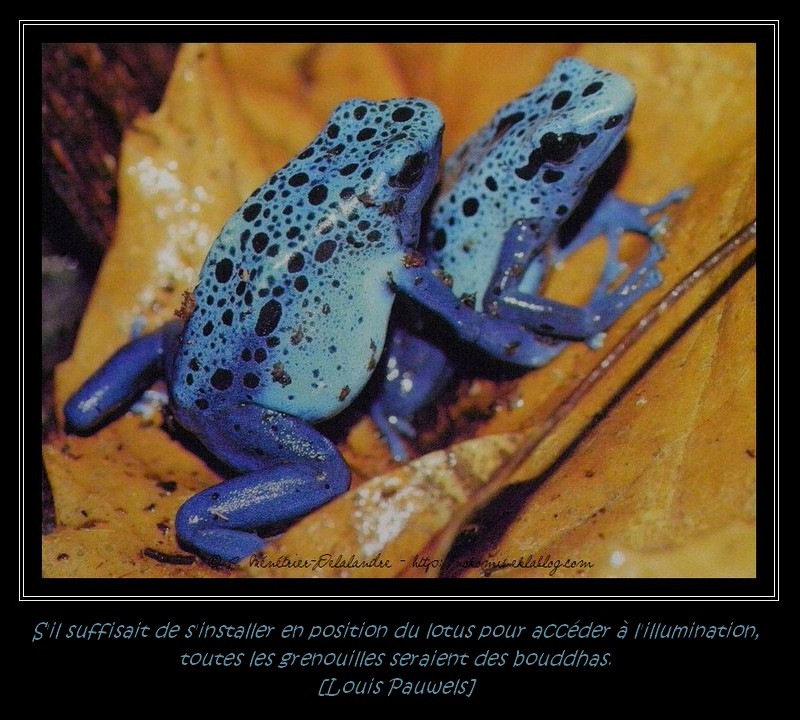 Grenouilles - Serre Amazoniènne de Montpellier