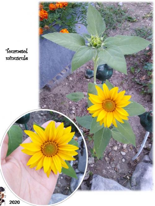 Tournesol "Lilliputien"