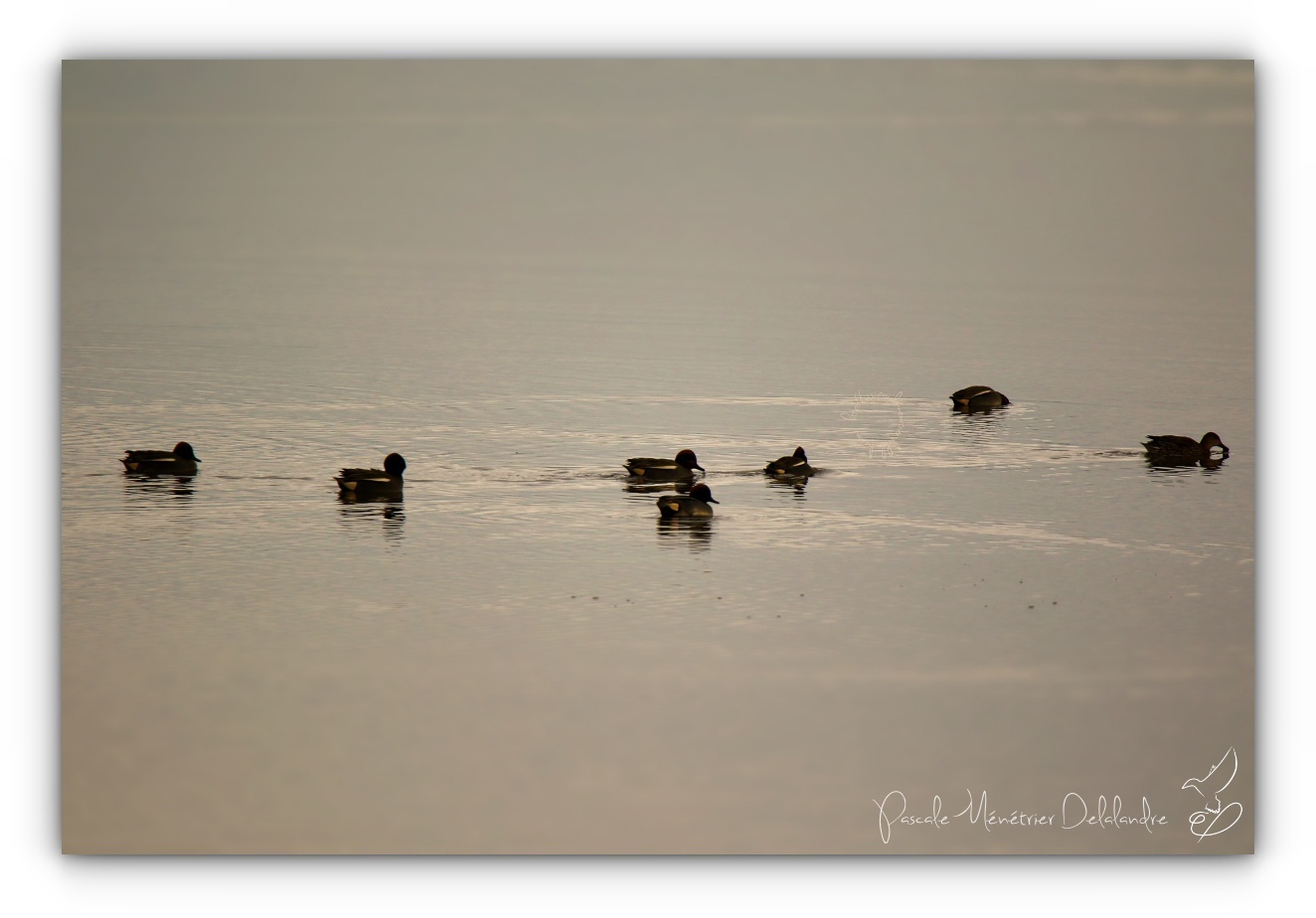 Cohabitation sur le lac...