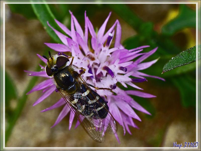Mouche Syrphe pyrastre ou Syrphe du poirier (Scaeva pyrastri) - La Couarde-sur-Mer - Ile de Ré - 17