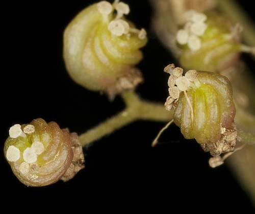 Vertus médicinales des plantes sauvages : Reine-des-prés