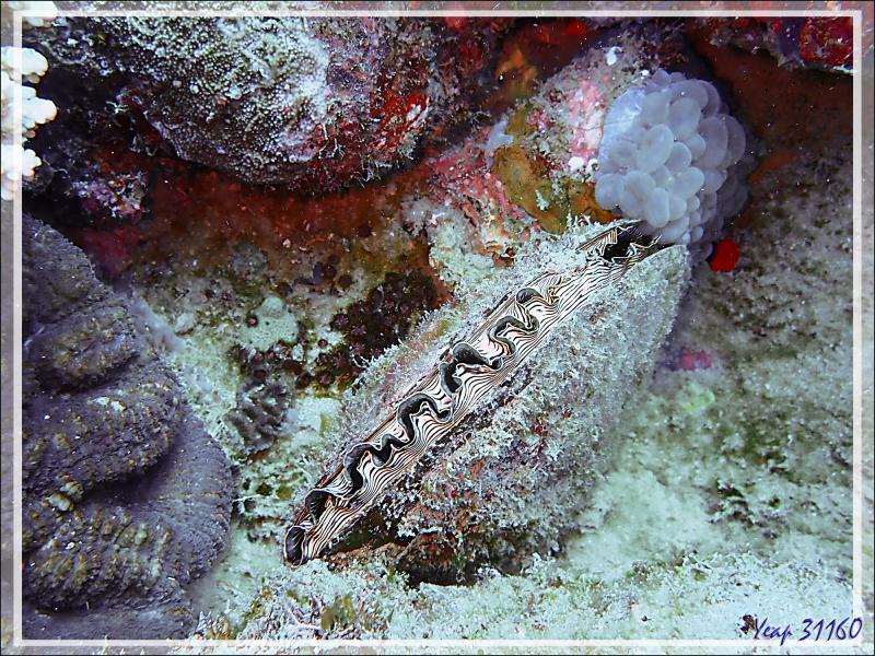 Nacre étendard, Pen shell (Atrina vexillum ??) - Spot Antsoha (Rocher 4ème Frère) - Tsarabanjina - Mitsio - Madagascar