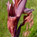 Index illustré orchidées