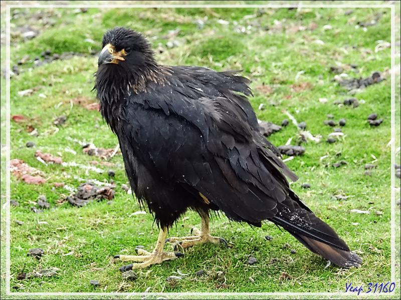 Caracara austral, Striated Caracara (Phalcoboenus australis) - Grave Cove - West Falkland (Malvinas, Malouines) - Grande-Bretagne