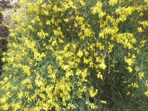 Genêt (Genista lydia)