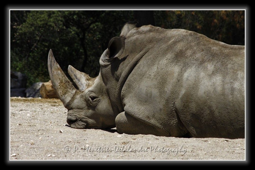 Rhinocéros...