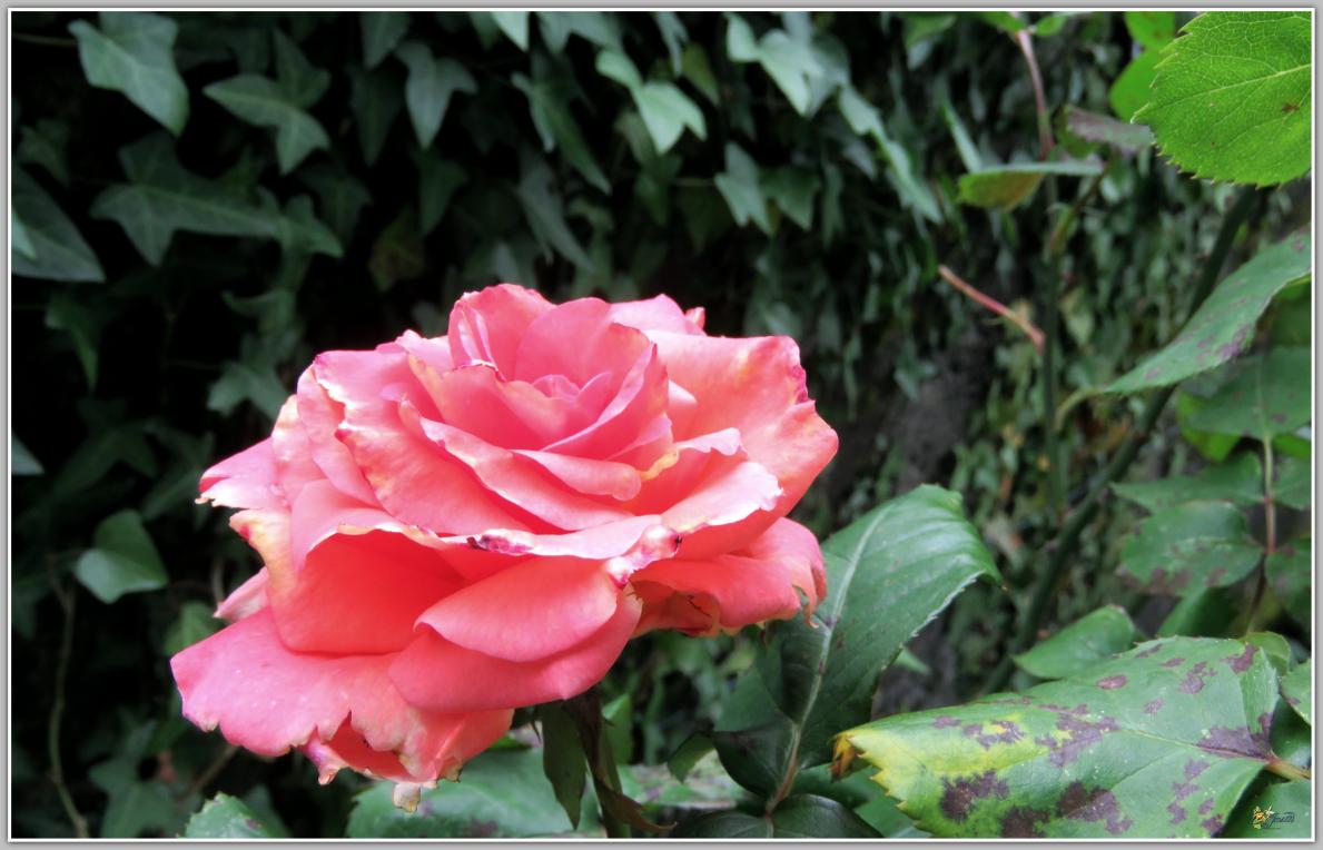  LE  COIN  DES  ROSES 2024