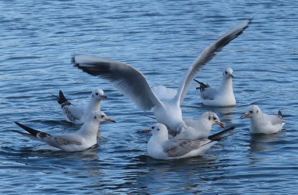 Volent les Mouettes Rieuses