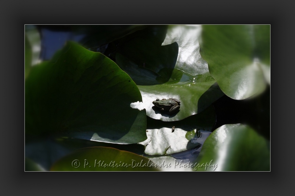 Grenouille Pelophylax sp.