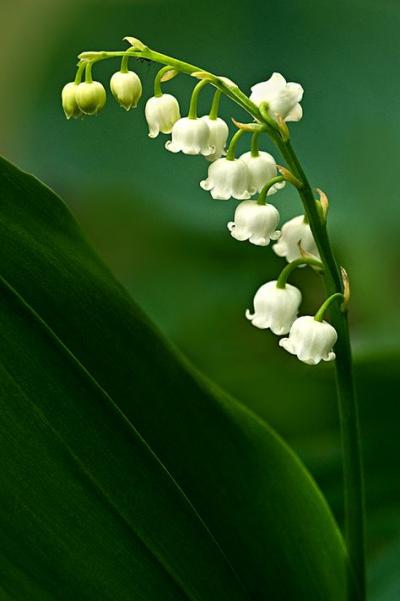 Bouquets de muguet