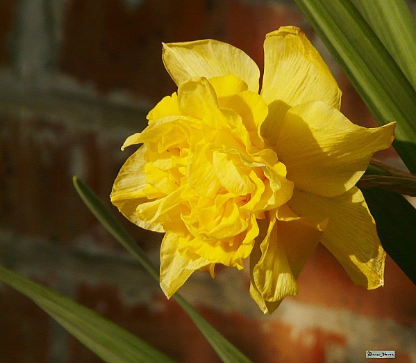 Narcisse double jaune (Amaryllidacées) - douar-nevez