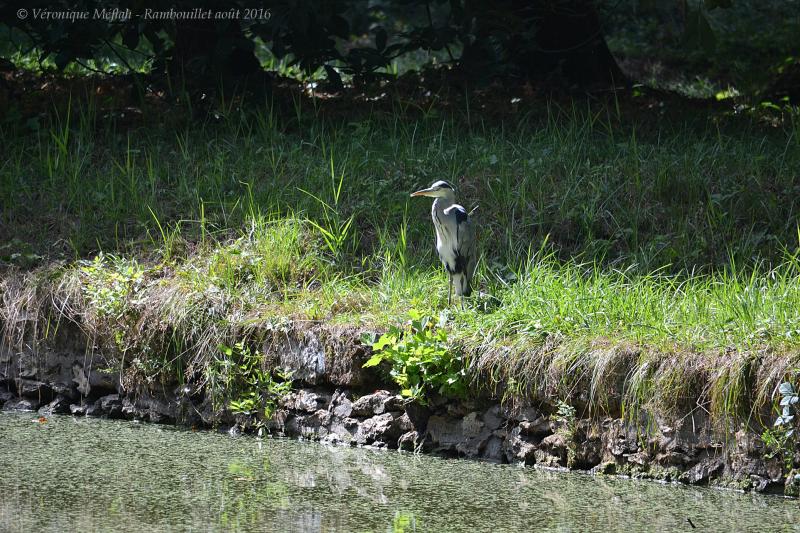 Balade dans le Parc du Château de Rambouillet