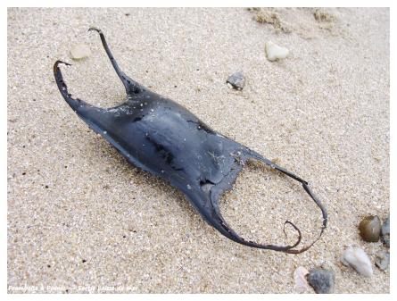 La laisse de mer 