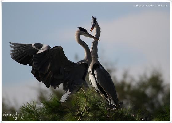 Héron cendré - Ardea cinerea - Grey Heron
