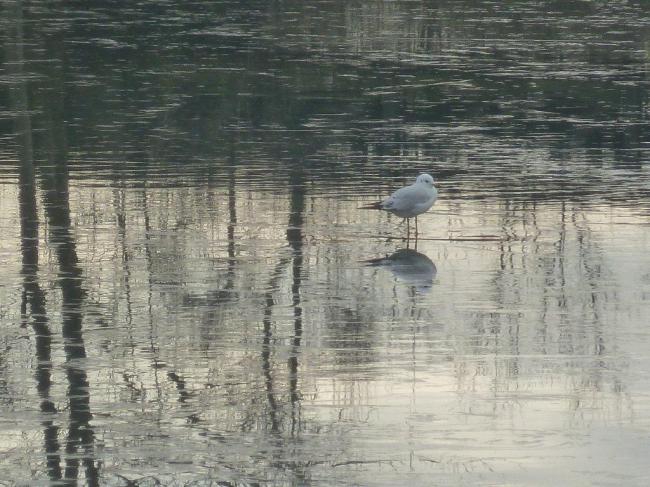 Promenade au bord de l'eau ...