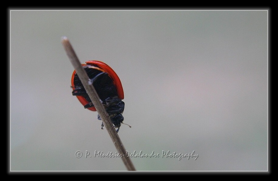 Balade d'une coccinelle...