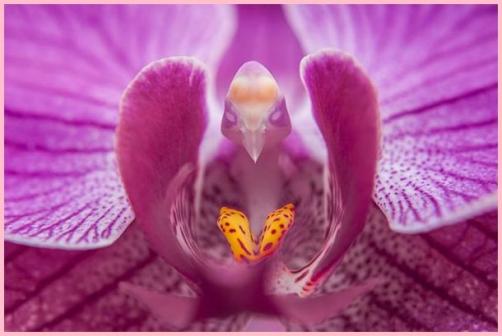Fleurs Rares.