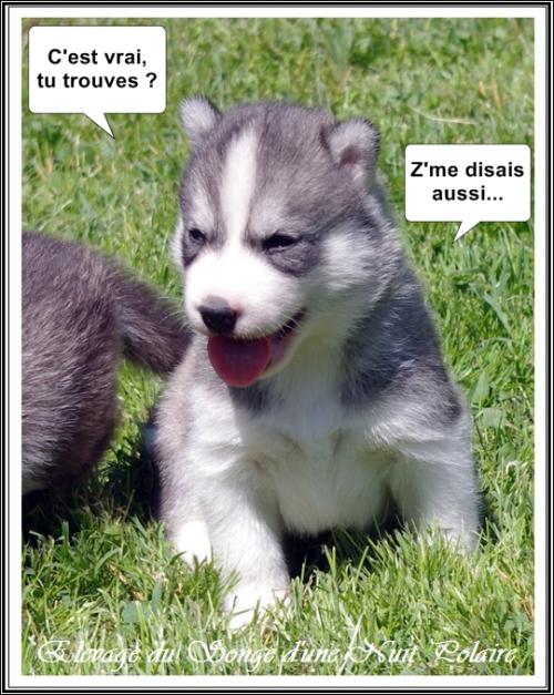 Portée de Joy (22 mai 2019)