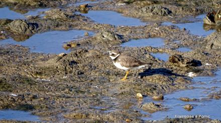 Oiseaux du littoral la Bernerie en retz 2022