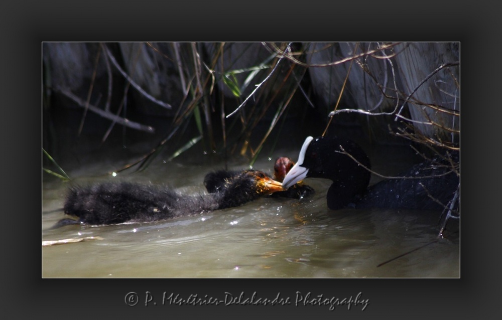 Foulques macroules en famille...