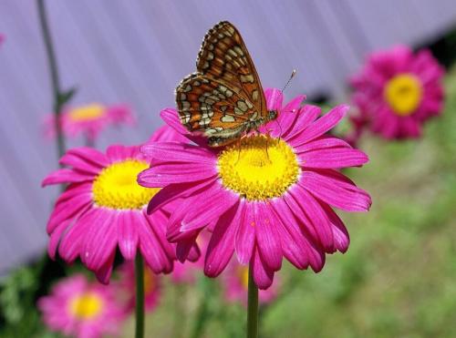 Bouquets marguerites(2)