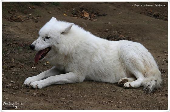 Loups arctiques (Canis lupus arctos)