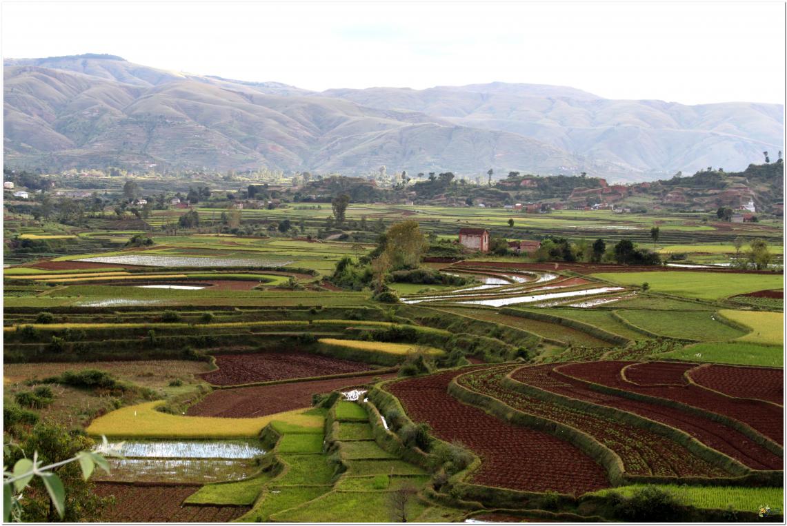 LES  RIZIERES  MALGACHE  SOUVENIRS 