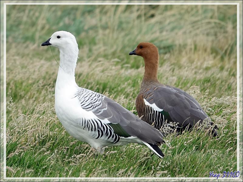 Sur le chemin du retour, nous trouvons un troupeau d'Ouettes de Magellan, Upland Goose, Cauquén Común (Chloephaga picta picta) - New Island - Falkland (Malvinas, Malouines) - Grande-Bretagne