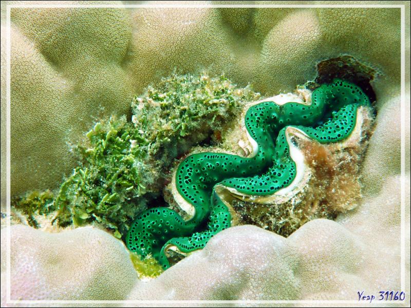 Les bénitiers : un émerveillement ! - Atoll de Fakarava - Tuamotu - Polynésie française