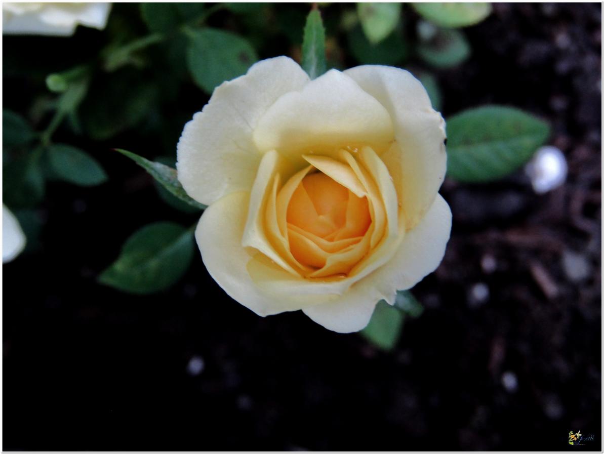 2024  LES ROSES DU JARDIN 