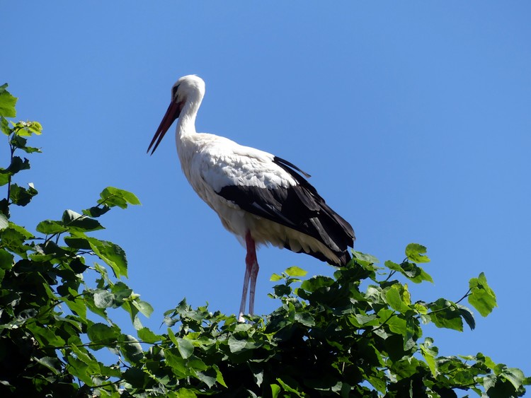 Cigogne