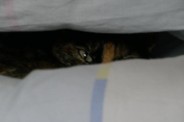 Notre chatte de tempête