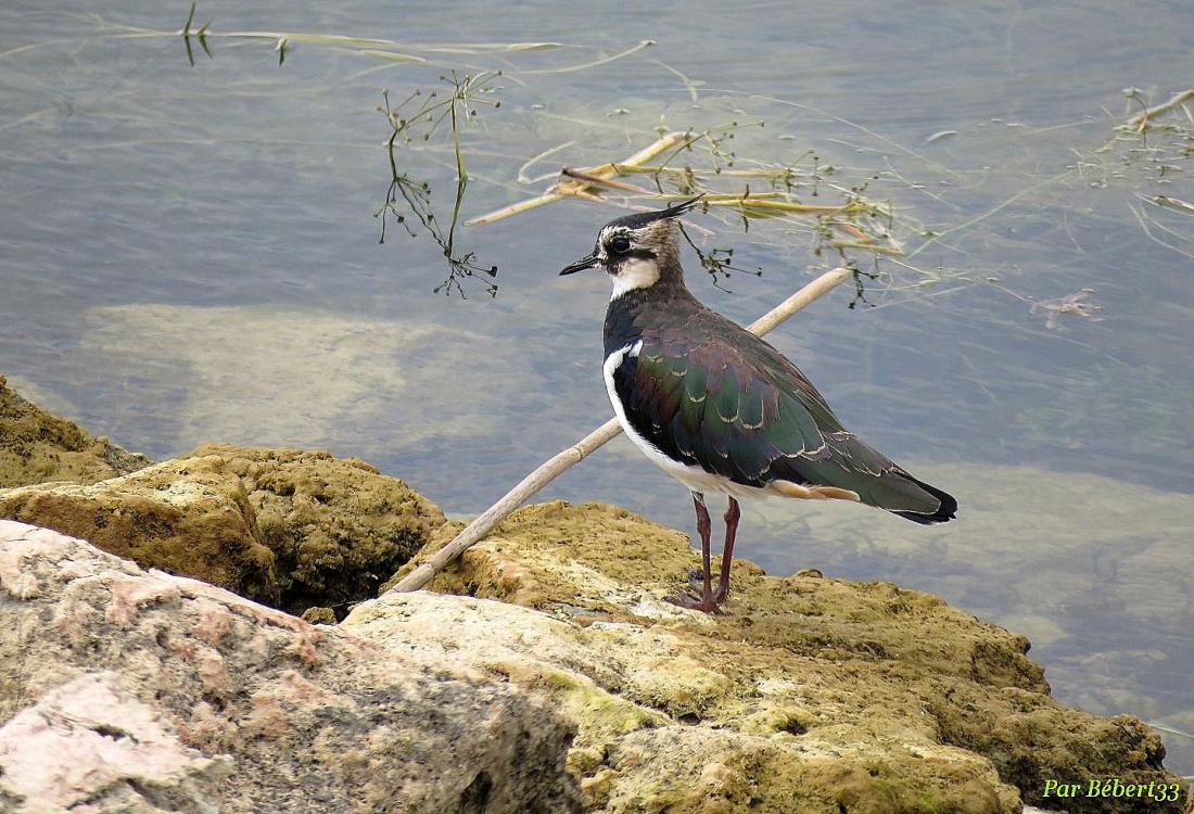 un bel oiseau huppé
