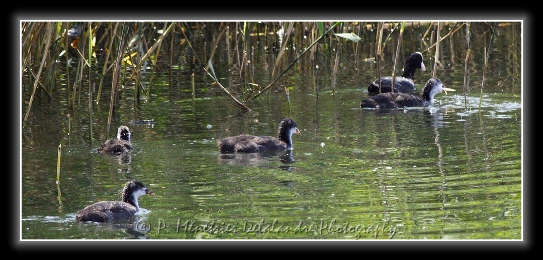 Famille de foulques macroules...