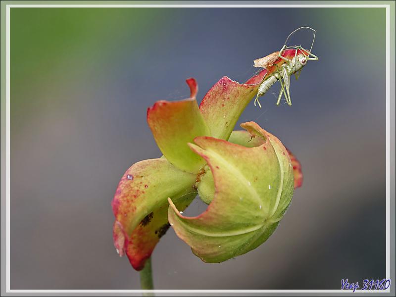 Sauterelle piégée par une toile d'araignée en haut d'une fleur de plante carnivore Sarracenia - Lartigau - Milhas - 31