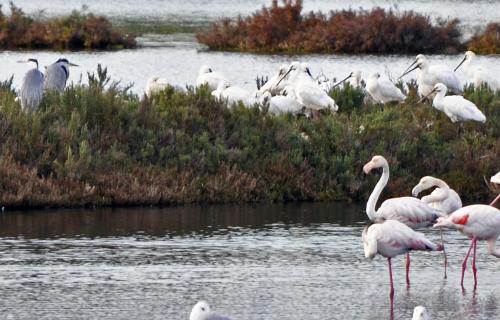Promenade ornithologique...