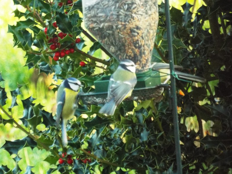 Mésange 