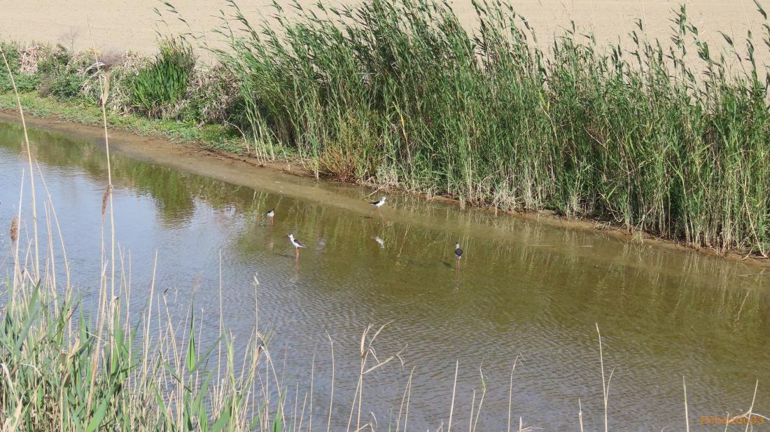 le parc naturel de l'Ebre