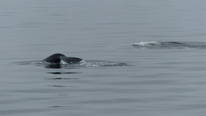 Lors de notre navigation entre Smoking Hills et Herschel Island (Yukon), nous rencontrons une rare baleine grise (Gey whale) accompagnée de son baleineau - Canada