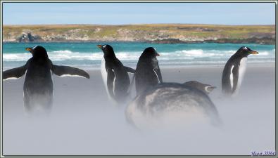 Manchots papous (Pygoscelis papua) dans la tourmente de sable - Volunteer Point - Falkland Islands, Iles Malouines, Islas Malvinas