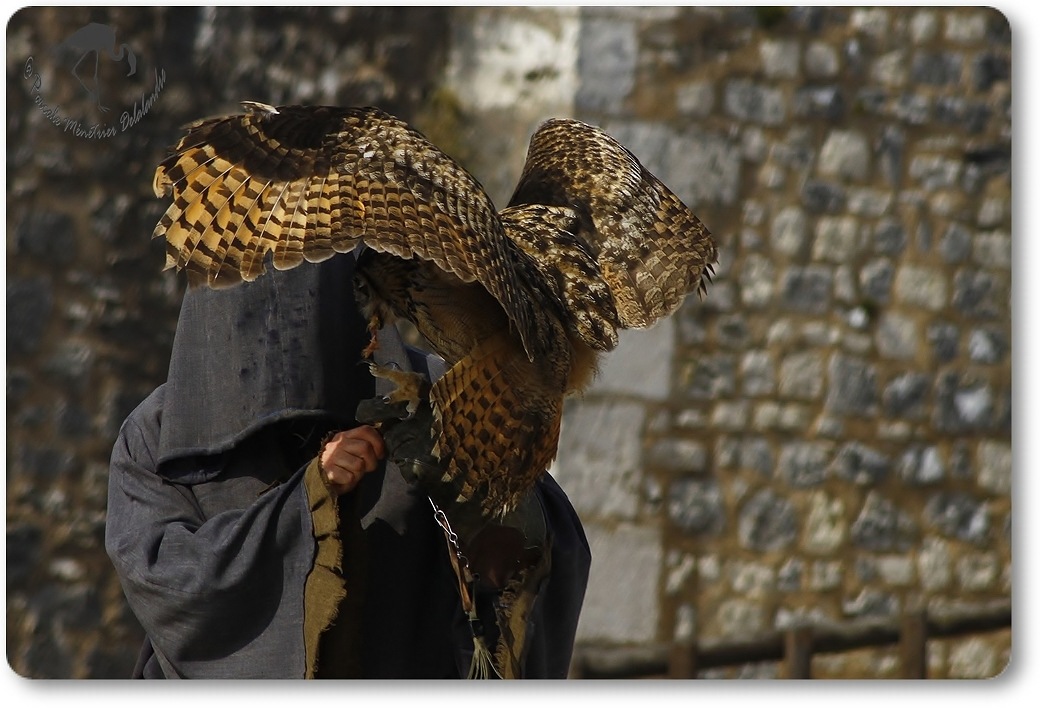Hibou Grand Duc...